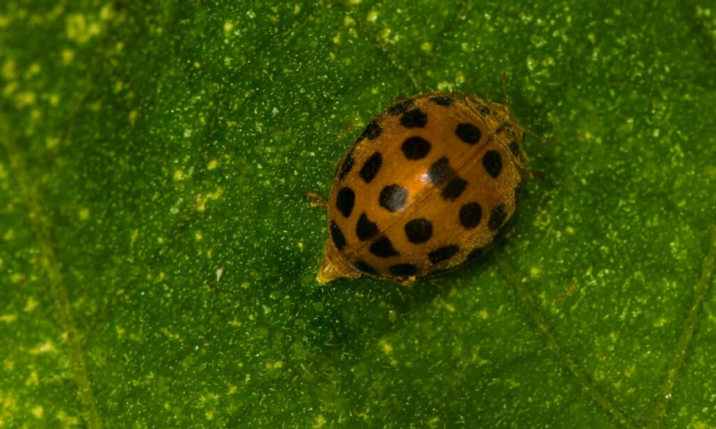 Ladybug Poop: tot el que sempre has volgut saber