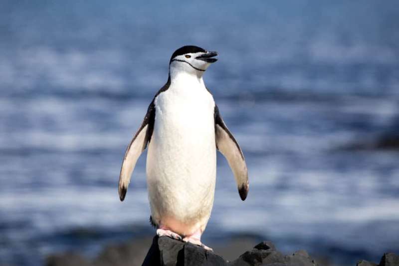 Pamatykite, kaip mažytis pingvinas saugiai bėga iš medžiojančio ruonio