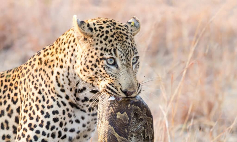 Oglejte si en sam leopard, ki lovi pet gepardov v zastrašujočem boju