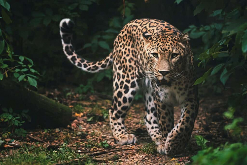 Παρακολουθήστε This Man-Tating Leopard Rampage Through a Village