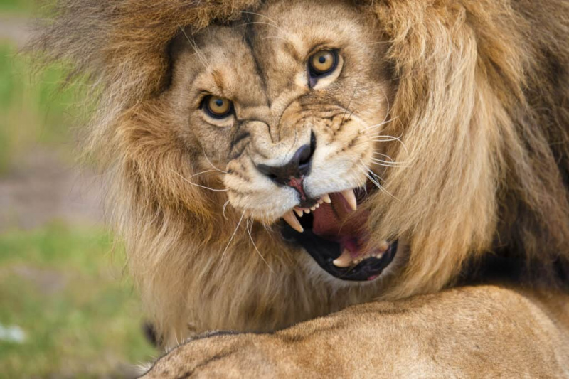 Vaadake, kuidas lõvide uhkus veereb 22 sügavuti ja käivitage absoluutne lähivõitlus