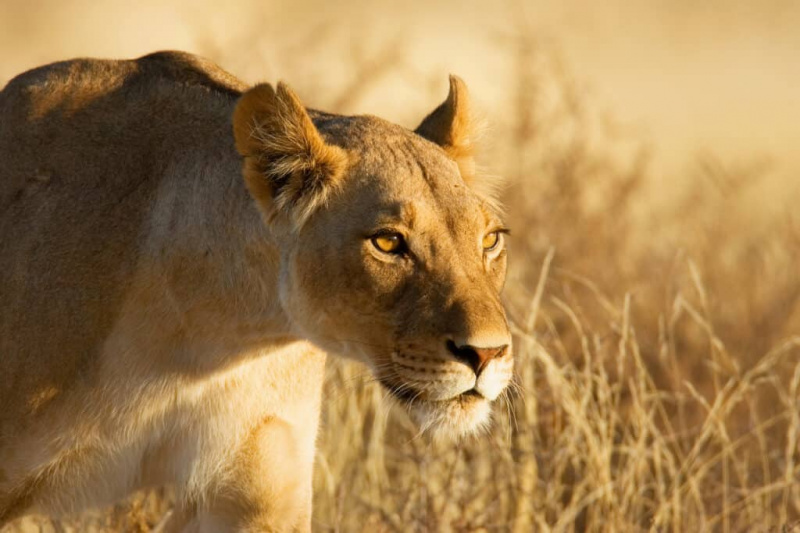 Tonton seekor singa betina mempertahankan anaknya terhadap singa jantan yang agresif