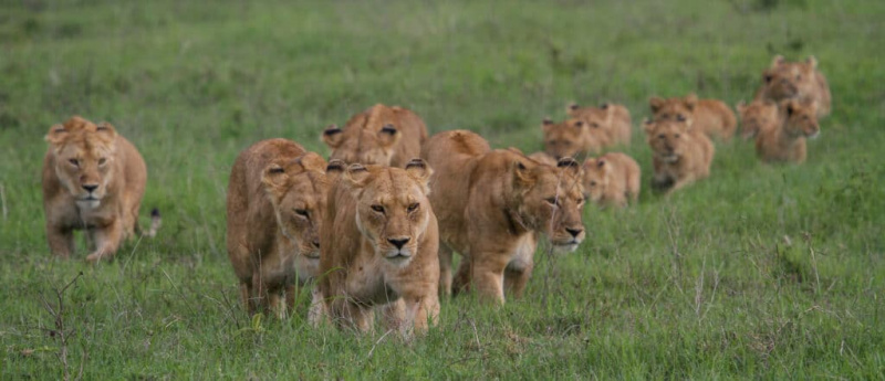   Годишње се догоди око 20-30 смртоносних напада лавова на људе