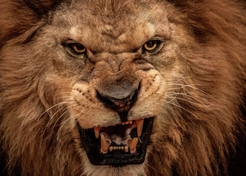   Лав показује зубе