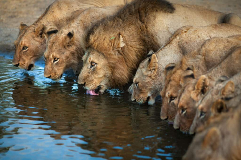   Смањите ризик од напада лава избегавањем познатих подручја