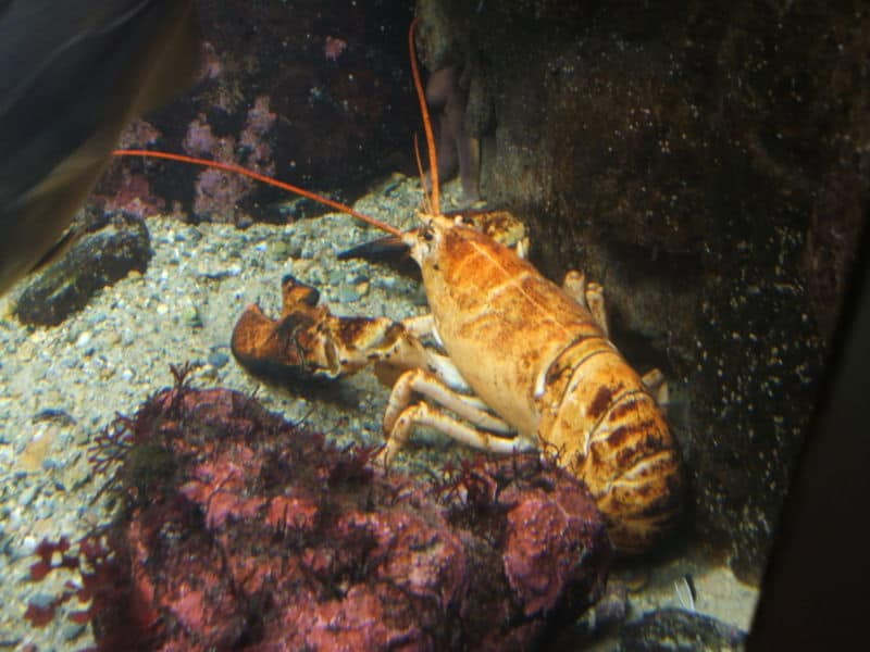   Lobster betina dalam tangki