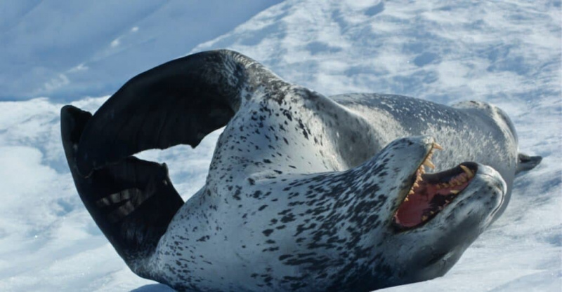 Leopardí tuleň vs ľadový medveď: Aký je rozdiel?