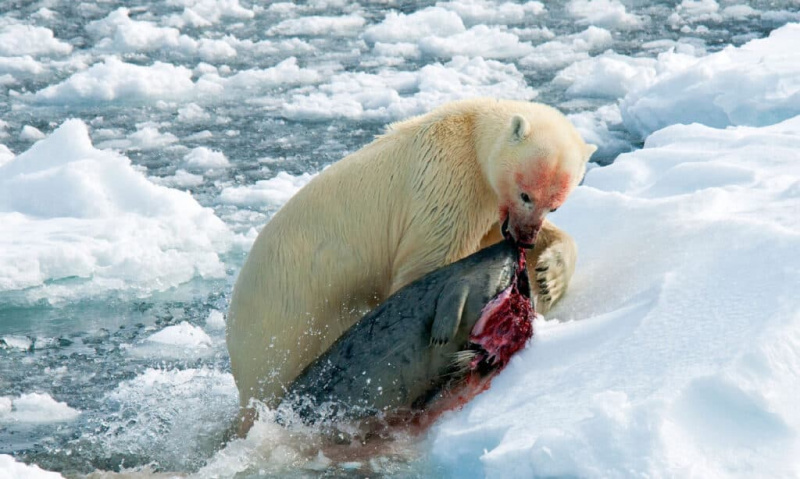   Isbjörn med nyfångad död säl