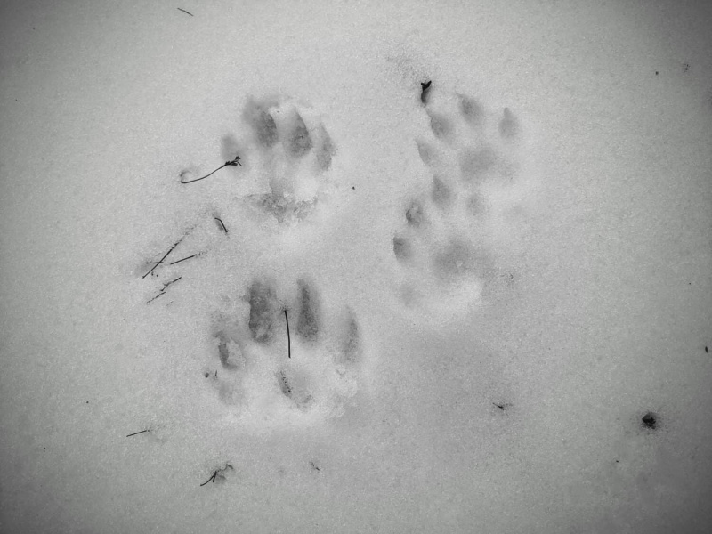   बर्फ में जानवरों के पंजे के निशान-संभवतः एक मछुआरे से