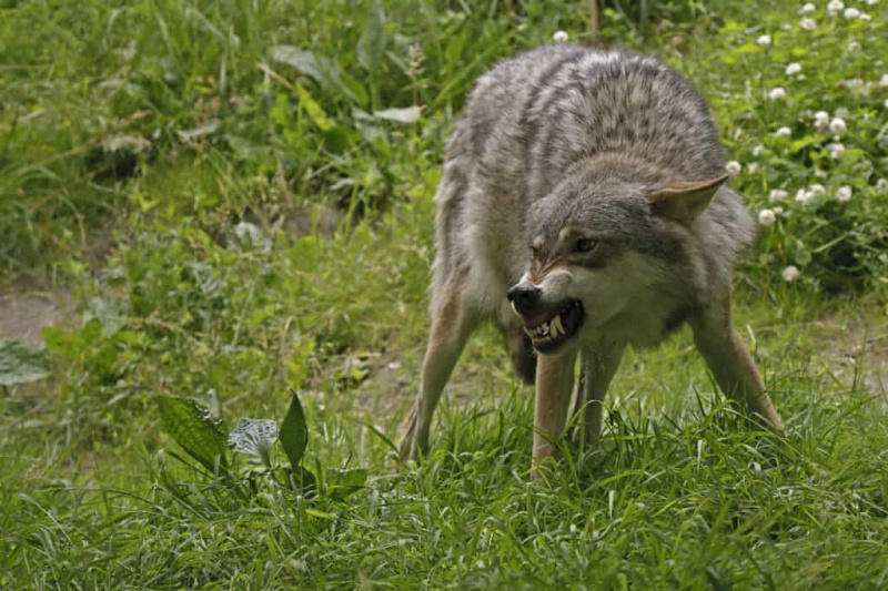 Denna grizzly och grå varg kan inte lista ut vem som är alfa i spänd avstånd