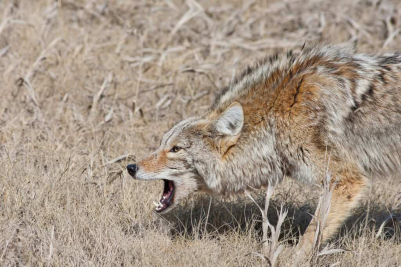   renčeči kojot