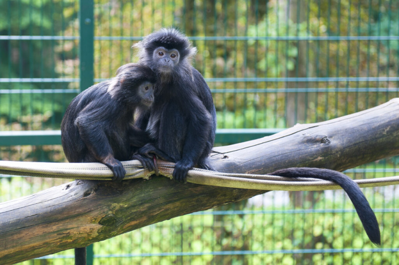   Beždžionių pora zoologijos sode