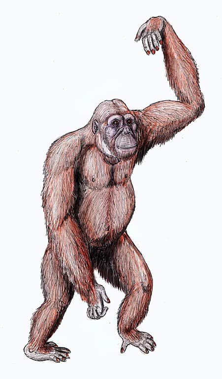   Dryopithecus