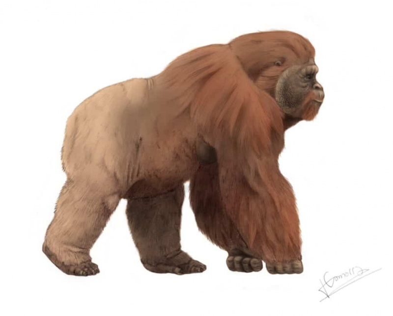   Gigantopithecus