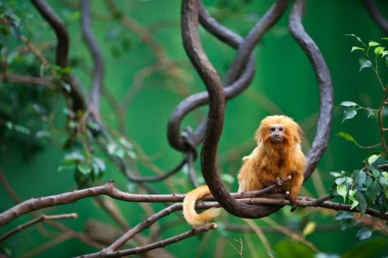 10 Hindi kapani-paniwalang Monkey Facts
