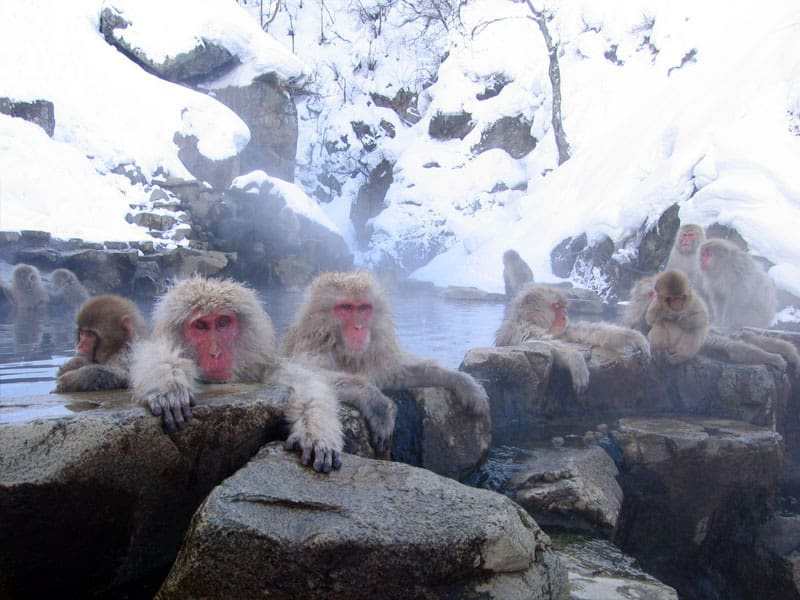   Monyet Jepun berendam di Kolam Air Panas Jigokudani.