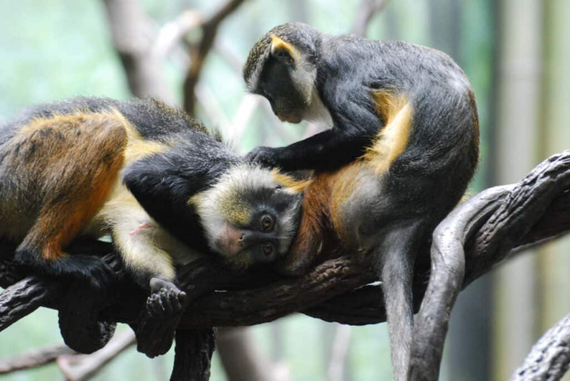  Вук's Mona Monkeys grooming each other while sitting on a branch.