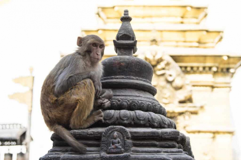   Резус макаки мајмун седи на храмској ступи.
