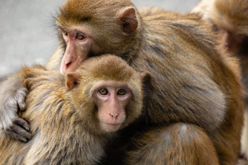   Nakayakap si Rhesus Macaques