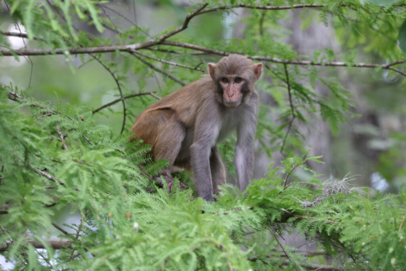   Laukinė rezus beždžionė Floridoje