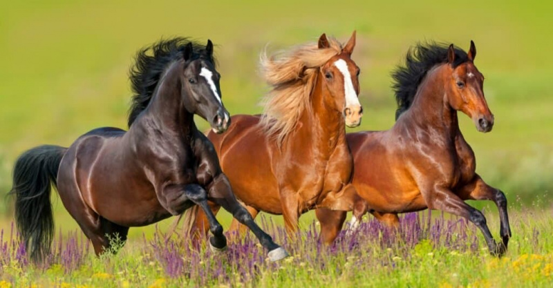   Parimad hobused – täisvereline