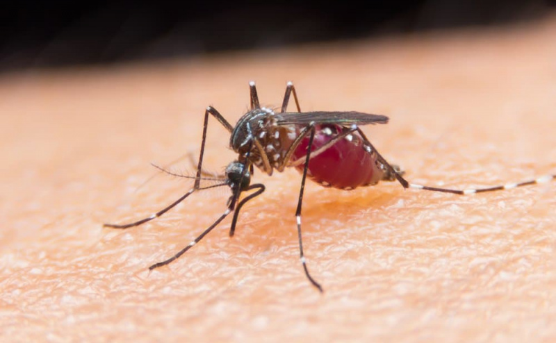   Komar Aedes lahko napade južno Karolino
