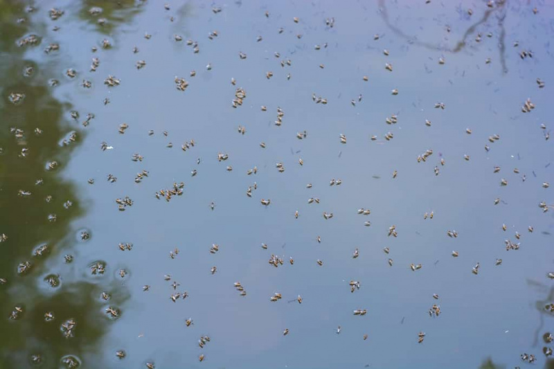   Komarji se razmnožujejo v vodi