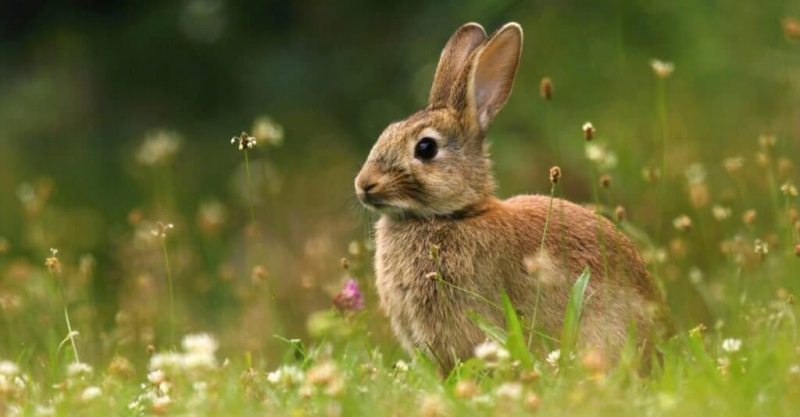   گھاس کے میدان میں جنگلی خرگوش