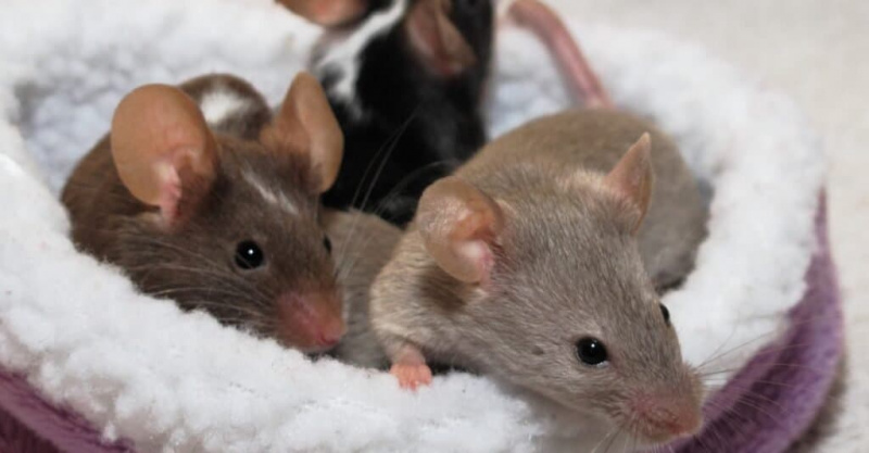 איך קוראים לקבוצת עכברים?