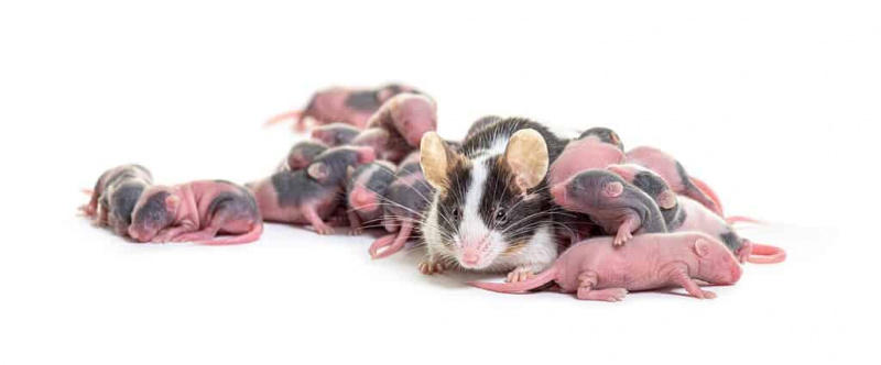   Maman souris fantaisie avec des bébés sur fond blanc.