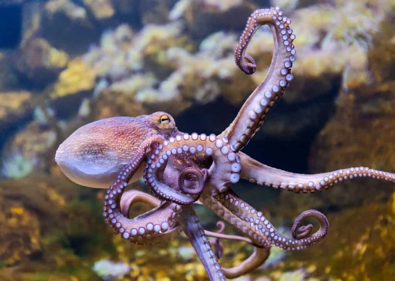   Octopus biasa