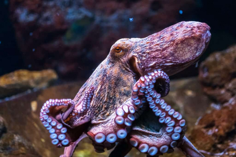 Octopus Spirit Dyresymbolik og betydning
