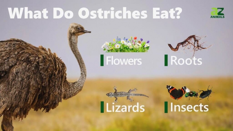   Ano ang kinakain ng mga Ostrich