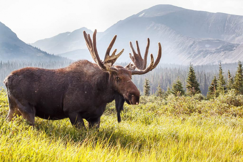   Rocky Mountain-eland