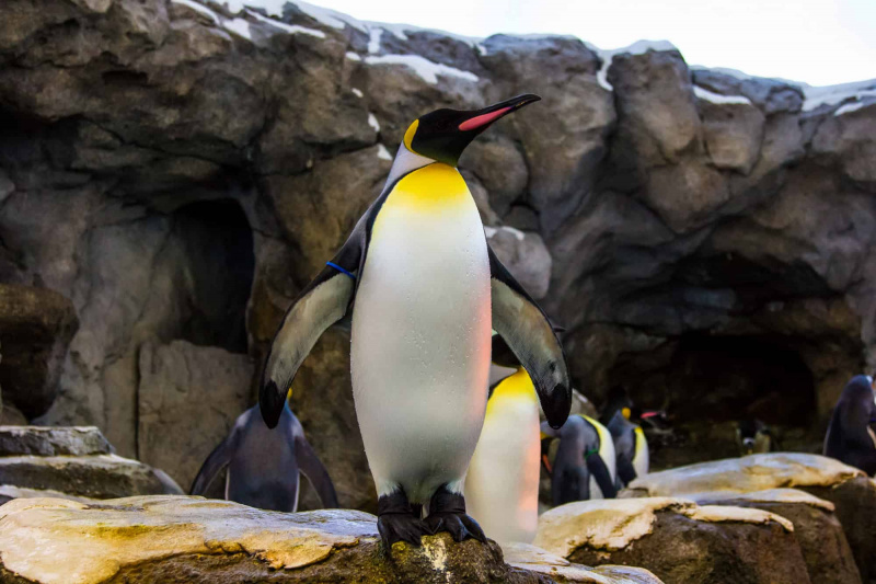   Cesarski pingvin