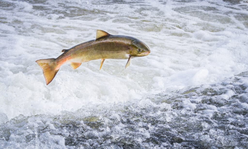   Atlantski losos skoči navzgor, da doseže svoja drstišča