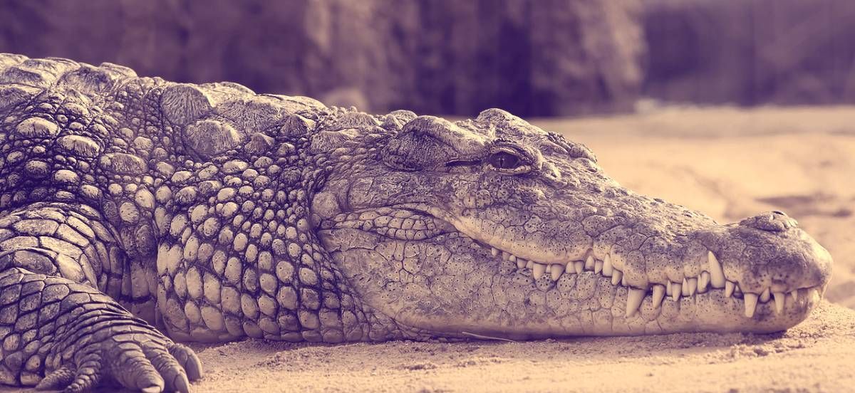 Sny o aligatorach lub krokodylach: 5 znaczeń duchowych