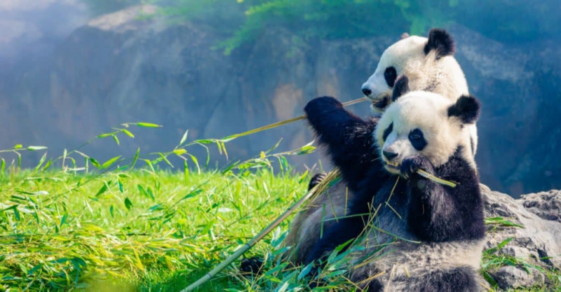   Pandababys werden Jungtiere genannt