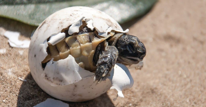   Baby-Schildkröte schlüpft