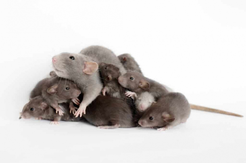   Samica podgane se stiska s svojimi številnimi mladiči na belem ozadju