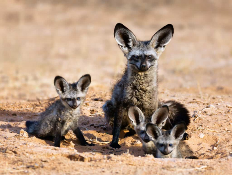   Družina mladičev netopirjevih lisic na vhodu v svoj brlog