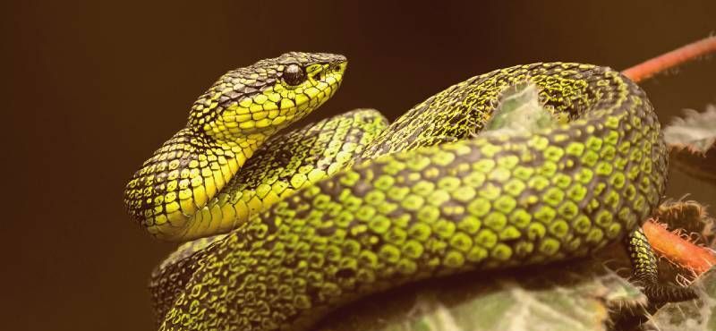 Sny o hadoch: Vysvetlený význam a symbolika