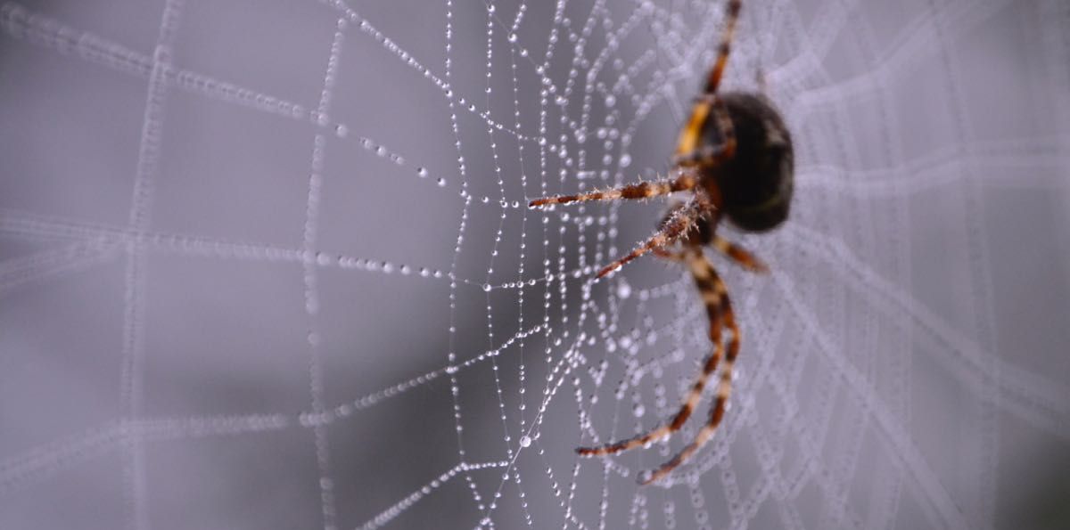 Mitä se tarkoittaa, kun unelmoit hämähäkeistä?