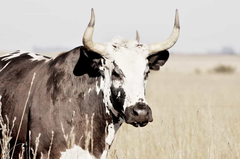   Ένα πορτρέτο ενός βοοειδούς Longhorn του Τέξας με ασπρόμαυρο δέρμα με σχέδια στην καλλιεργήσιμη γη