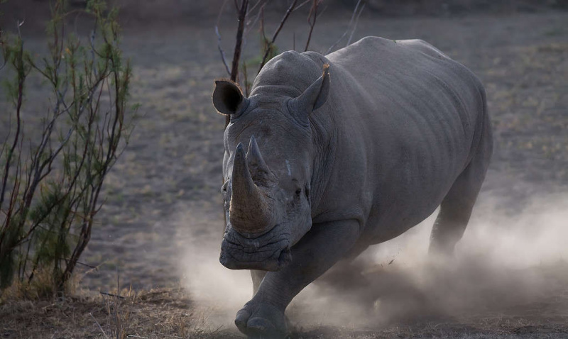   Rhino įkrovimas dulkėmis