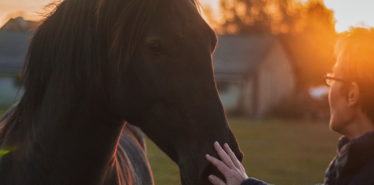 Kaj pomeni, ko sanjate o konjih?