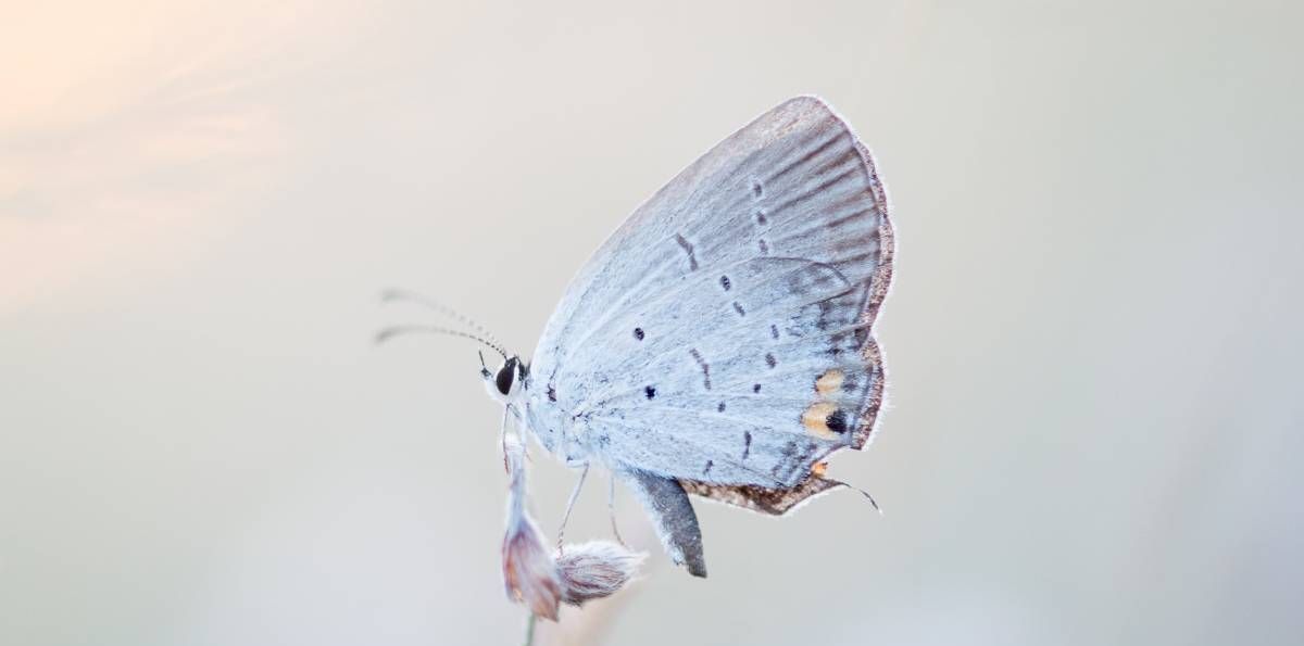 معنى الفراشة البيضاء والرمزية الروحية