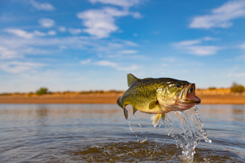   Большеротый окунь официально признан пресноводной рыбой штата Флорида.