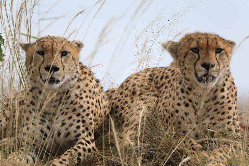   Gepard on kiireim maismaaloom. Isased kaitsevad oma territooriume, et maksimeerida kontakti emastega. Emased elavad valveta kodupiirkonnas ja on üksildased.