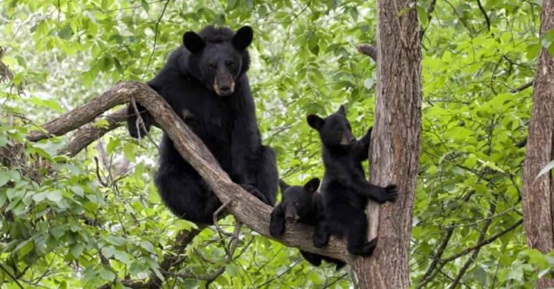   Black Bears - björn med ungar